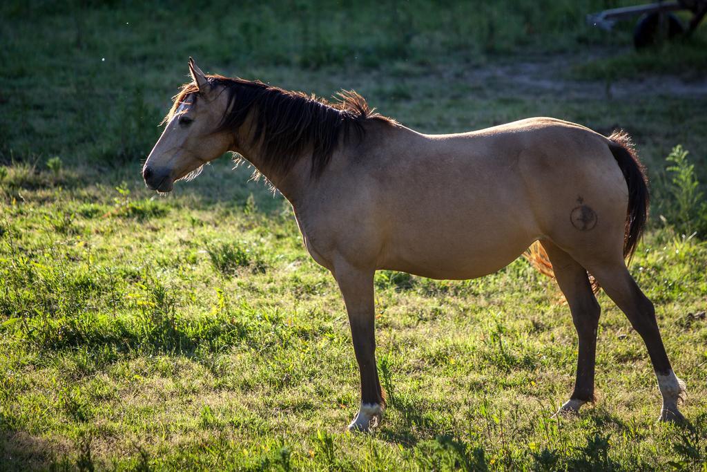 Herdade Do Moinho Novo Canha Zewnętrze zdjęcie